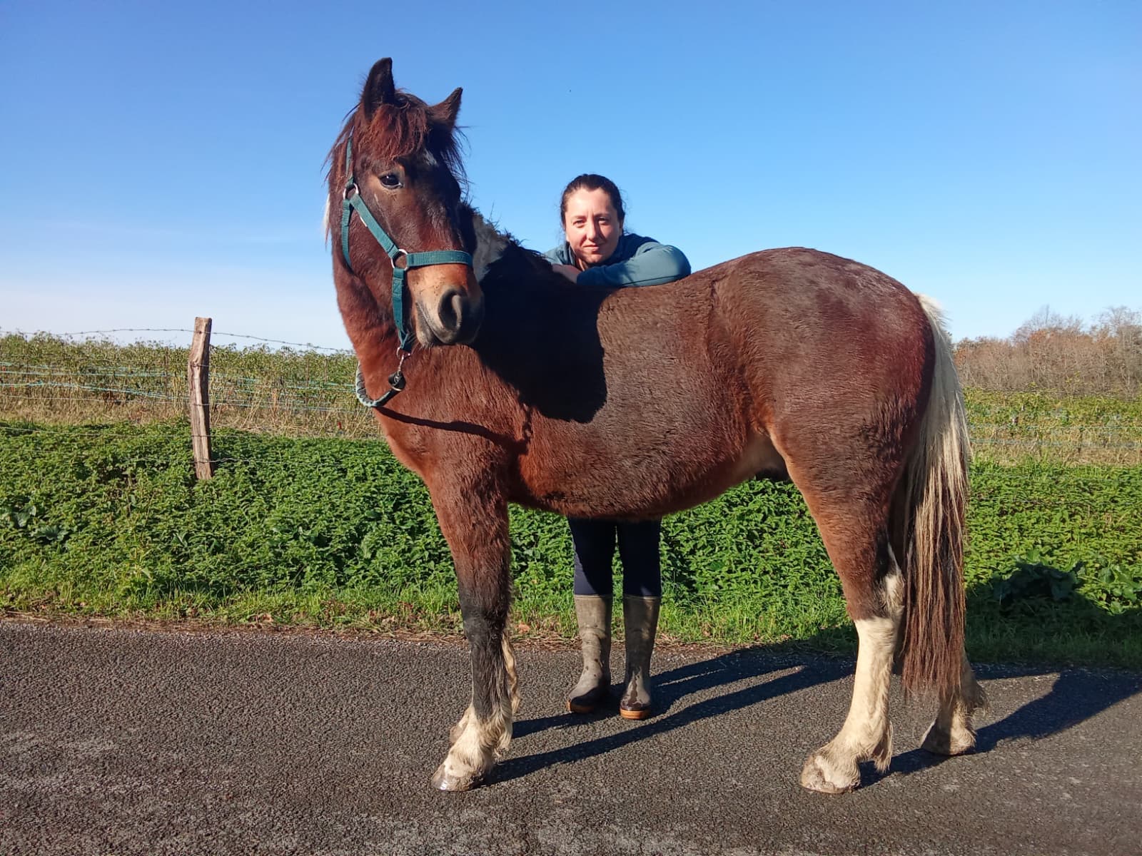 Nahiko d'Akelarrea - Photo principale du pottok